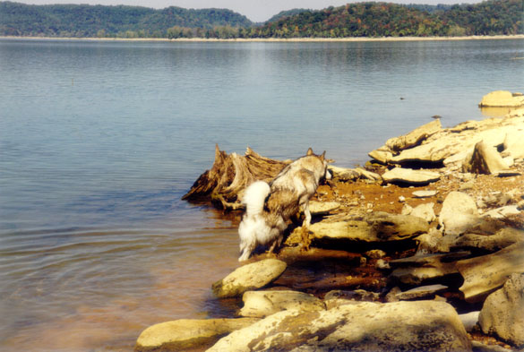 2000.24.5: Sascha climbing out of the water