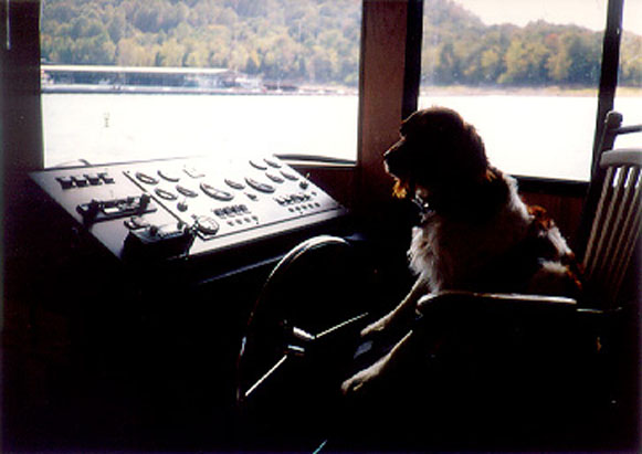 Dog, Bosco, in Captain's chair